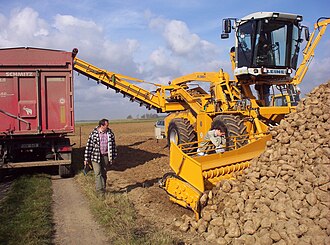 Harvest of sugar beets in Tienen