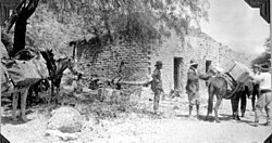 Loading fossil specimens on mules, Field Museum paleontology expedition, rural Catamarca, 1926