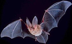 Thomas Nagel argues that while a human might be able to imagine what it is like to be a bat by taking "the bat's point of view", it would still be impossible "to know what it is like for a bat to be a bat". (Townsend's big-eared bat pictured.)