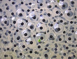 Frogspawn is mesolecithal.