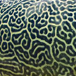The skin of this giant pufferfish exhibits a Turing pattern, which can be modeled by reaction–diffusion systems.