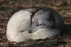 The Arctic fox was the only land mammal in Iceland before the arrival of humans.