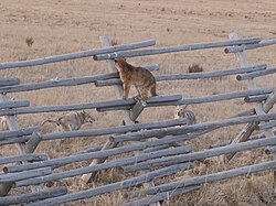 Juvenile cougar in conflict with coyotes at National Elk Refuge, using a buck-and-rail fence for refuge