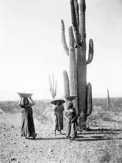 Saguaro gatherers, Maricopa, Arizona, 1907