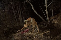 Cougar with deer kill