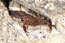 Centruroides limpidus in its rocky shelter