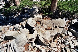 The stump of a very old bristlecone pine. Tree rings from these trees (among others) are used in building calibration curves.