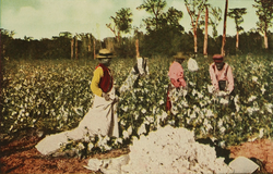 1913 photo: African-Americans picking cotton on a plantation in the South