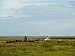 Nenets reindeer herders in the Yamalo-Nenets Autonomous Okrug