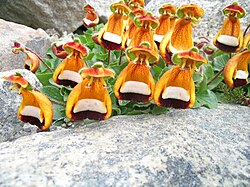 Calceolaria uniflora