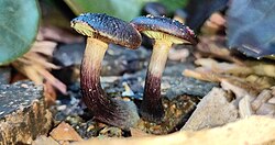 Psilocybin-containing mushrooms
