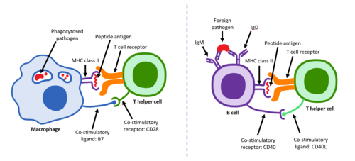 Activation of macrophage or B cell by T helper cell