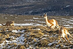 P. c. concolor hunting guanaco, in Última Esperanza, Chile