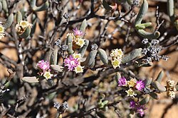 Ruschia sp. (Aizoaceae) flowers and multi-stage seed capsules