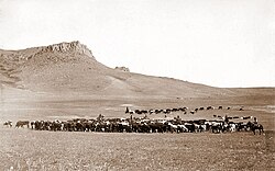 Cattle roundup near Great Falls, Montana, circa 1890