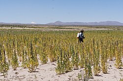 A quinoa field in the Bolivian altiplano