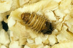 Larval stage of the museum beetle Anthrenus museorum