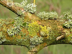Lichens on a branch