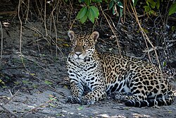 A jaguar in Pantanal; an example of Brazilian biodiversity