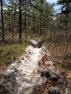 Firebreak in the Brendan T. Byrne State Forest in New Jersey's Pine Barrens ecoregion