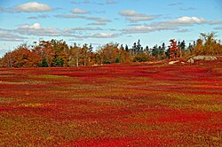 Wild blueberry fields in Nova Scotia, Canada