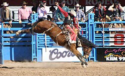 A rodeo cowboy in saddle bronc competition