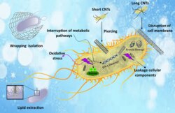 Schematic of the antimicrobial mechanism of CNT reinforcement – Nanomaterials 2024, 14, 756. https://doi.org/10.3390/nano14090756