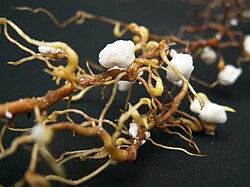 Roots that have been damaged by phylloxera