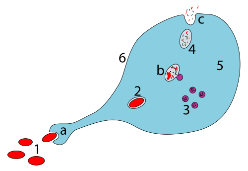 Steps of a macrophage ingesting a pathogen: a. Ingestion through phagocytosis, a phagosome is formedb. The fusion of lysosomes with the phagosome creates a phagolysosome; the pathogen is broken down by enzymes c. Waste material is expelled or assimilated (the latter not pictured) Parts:1. Pathogens2. Phagosome3. Lysosomes4. Waste material5. Cytoplasm6. Cell membrane