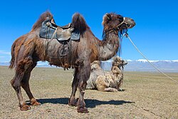 Two saddled Bactrian camels shedding their coats in the Altai mountain range