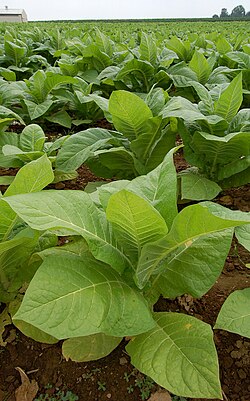 Nicotiana tabacum (cultivated tobacco) plants growing in Intercourse, Pennsylvania
