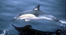 Common dolphin