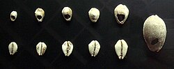 Chinese shell money, 16–8th century BC.