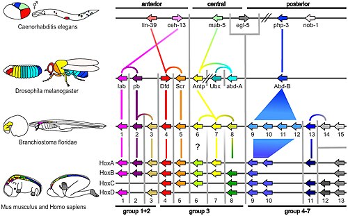 Homologous Hox genes in such different animals as insects and vertebrates control embryonic development and hence the form of adult bodies. These genes have been highly conserved through hundreds of millions of years of evolution.[1]