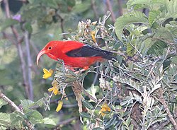 'I'iwi (Drepanis coccinea) and other endemic species have been heavily impacted by human activity, such as invasive species and habitat loss