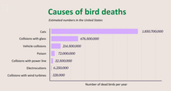 Collisions with wind turbines are a minor source of bird mortality compared to other human causes