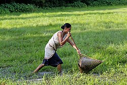 Woman with traditional fish catching device made from bamboo in Assam