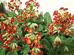 Red-flowered Primula veris plants
