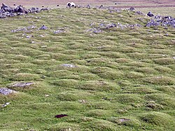 Earth hummocks in England