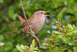 The Eurasian wren, the most numerous bird species in England[129]