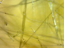 Mineral wool under microscope