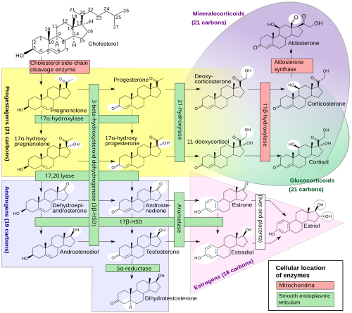 Steroidogenesis, showing estrogens at bottom right as in pink triangle[112]