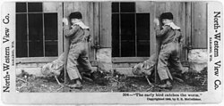 "The early bird catches the worm" stereograph published in 1900 by North-Western View Co. of Baraboo, Wisconsin, digitally restored
