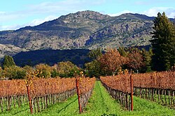 California vineyards in Wine Country. The agricultural industry in California is the largest in the U.S.