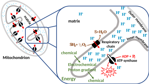 Chemiosmotic coupling in the membranes of a mitochondrion