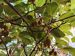 Clusters of immature kiwifruit hanging from a leafy Actinidia vine in natural outdoor light.