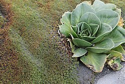 Green leafy plant growing among moss-covered and bare rocks
