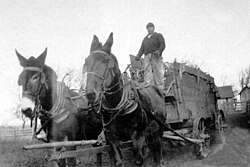 A farmer harvesting crops with mule-drawn wagon, 1920s, Iowa, US