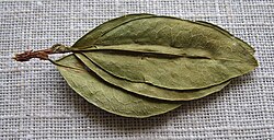 Three coca leaves on one stem are lucky in Quechuan folklore