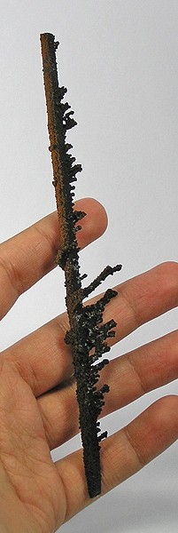 Unusual specimen of goethite replacing a gypsum stalactite; the center is hollow. From Santa Eulalia, Chihuahua, Mexico.